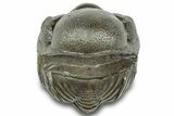 Wide, Enrolled Austerops Trilobite - Morocco #323213-2